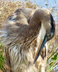 Laurie Chambreau photography: Chasing Beauty