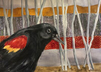 Redwing by the Woods by Becki Hesedahl