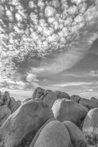 Joshua Tree National Part by Denny Patella