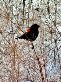 "Redwing" by Laurie Chambreau