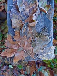 "Autumn Palette" by Laurie Chambreau
