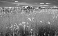 Grasses Against Winter Ridge by Rich Bergeman